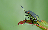 Green Shieldbug (Final instar nymph, Palomena prasina)